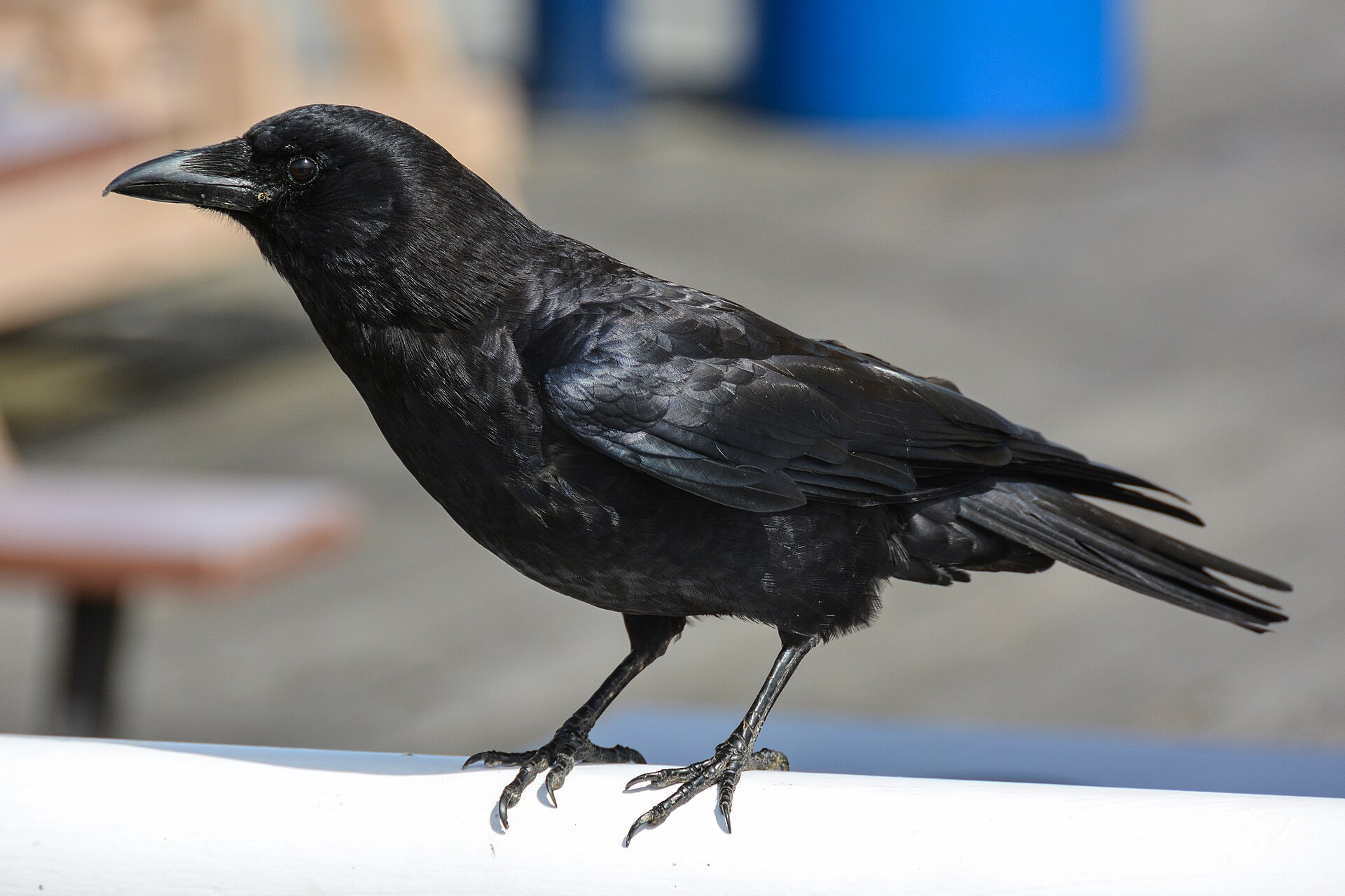 Crow
