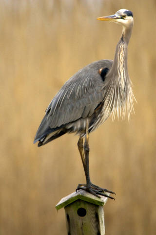 Great Blue Heron